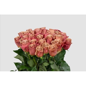 Rosa ec moab
