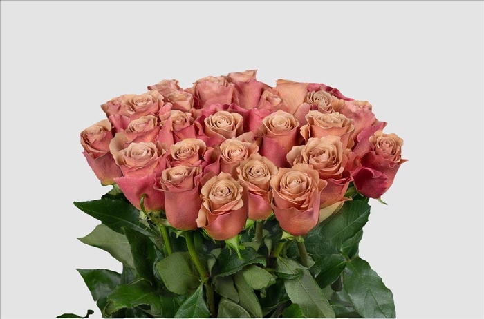 <h4>Rosa ec moab</h4>