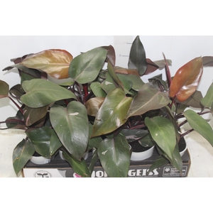 PHILODENDRON PINK PRINCESS P12