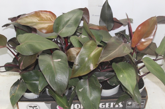 <h4>PHILODENDRON PINK PRINCESS P12</h4>