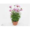 COSM BIP CASA PINK