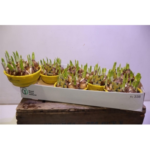 arr8 Narc O Tete A Tete