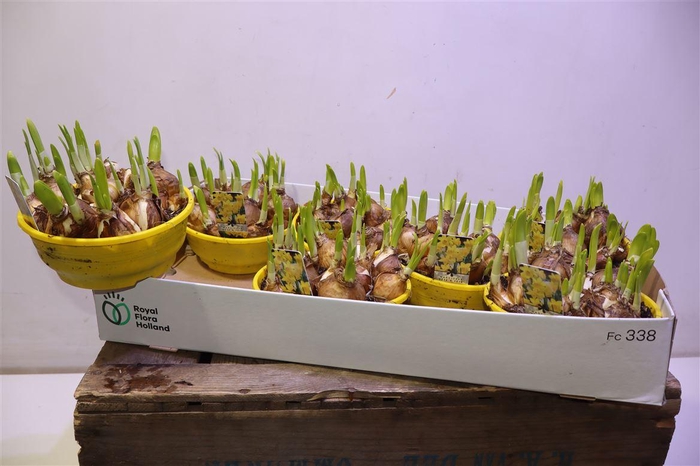 <h4>arr8 Narc O Tete A Tete</h4>