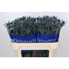 Eryngium Blue Dynamite