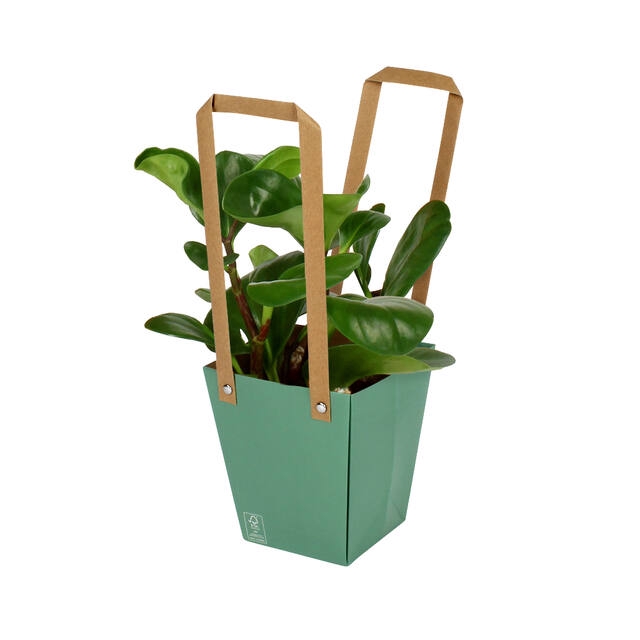 <h4>Bag Energy Carton 13x9.5xH15cm green 10/bag</h4>
