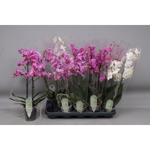 PHAL MF GEM 3 KL