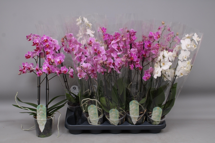 <h4>PHAL MF GEM 3 KL</h4>