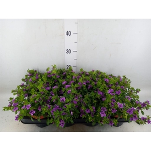 Calibrachoa  'Minifam Dbl Amethyst'