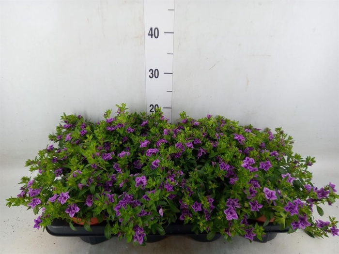 <h4>Calibrachoa  'Minifam Dbl Amethyst'</h4>