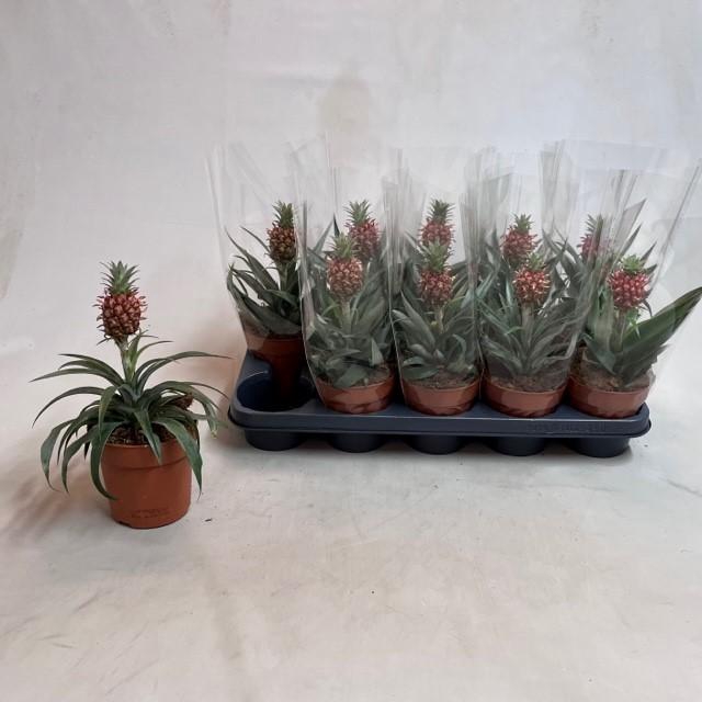 <h4>ANANAS ROSITA</h4>