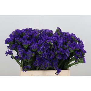 Statice Blue Marina Violet