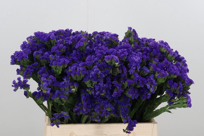 <h4>Statice Blue Marina Violet</h4>