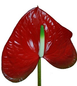 <h4>ANTH A Red Amor 20 XXL</h4>