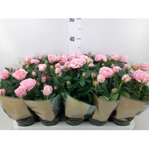 Rosa  'Adele Kordana Grande'