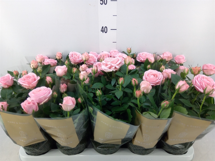 <h4>Rosa  'Adele Kordana Grande'</h4>