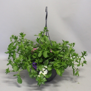 Hangpotten 23 cm Scaevola Trio