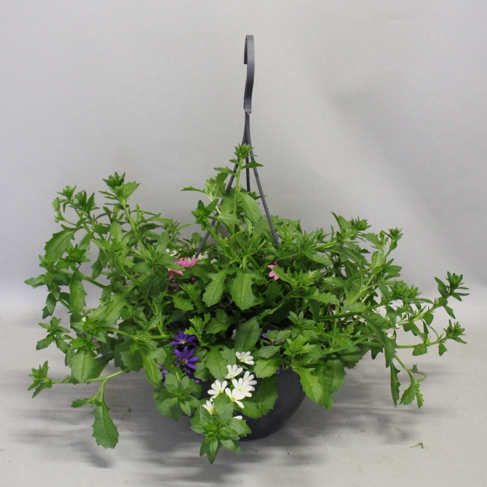 <h4>Hangpotten 23 cm Scaevola Trio</h4>