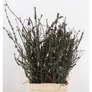 LARIX DOOS