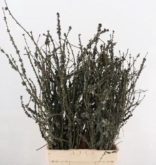 <h4>LARIX DOOS</h4>