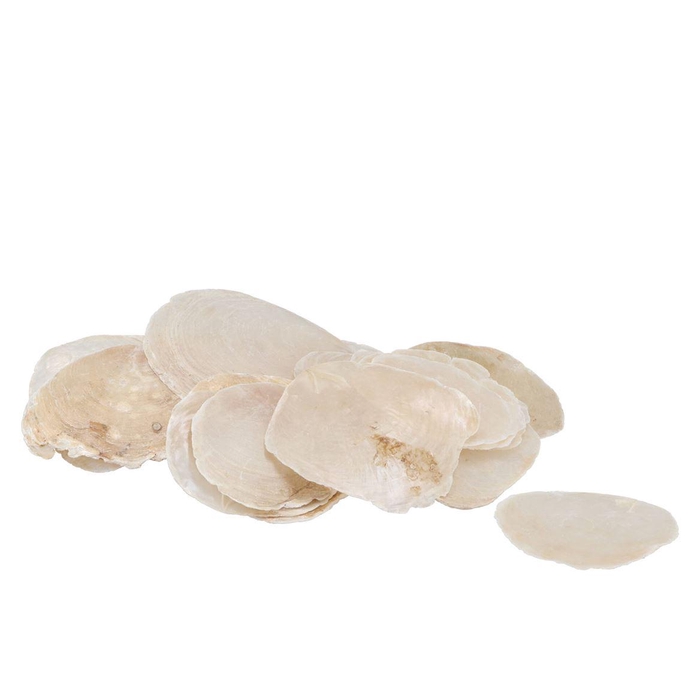 <h4>Shells Placuna White P/1kg</h4>