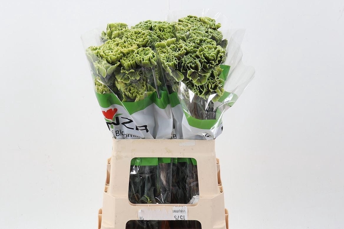 <h4>Dian. ST. Tinted Gothic Green</h4>