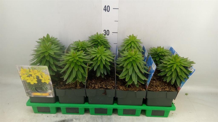 <h4>Lilium   ...</h4>