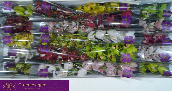 <h4>CYMB MI GEM</h4>