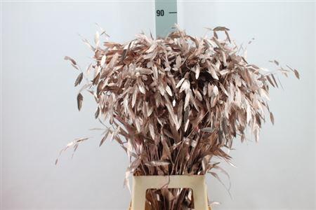 <h4>Chasmanthium Klb Champagne</h4>