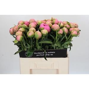 Paeonia Dinner Plate