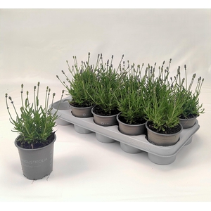 LAVAN AN ESSENCE PUR