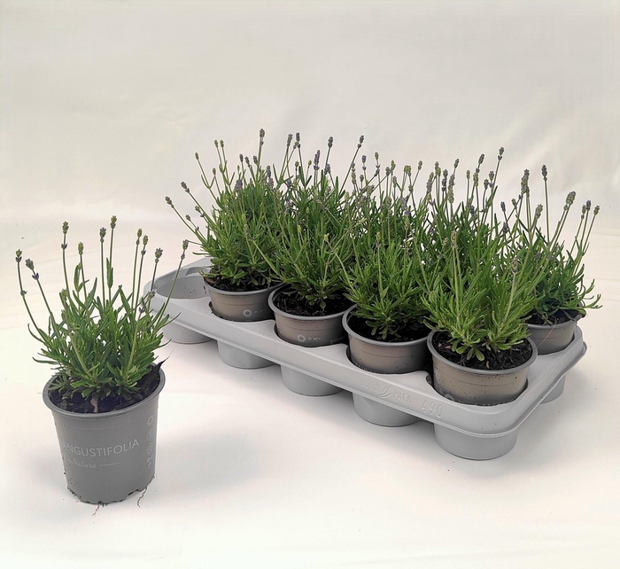 <h4>LAVAN AN ESSENCE PUR</h4>