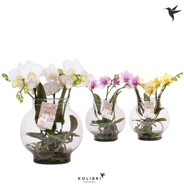<h4>Phalaenopsis gemengd</h4>