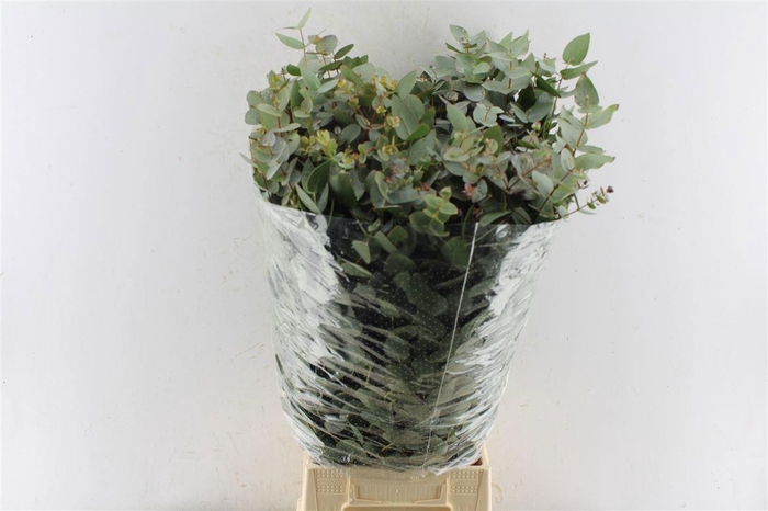 <h4>EUC CINEREA PER BOS</h4>