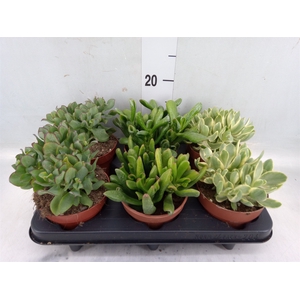 Crassula   ...mix