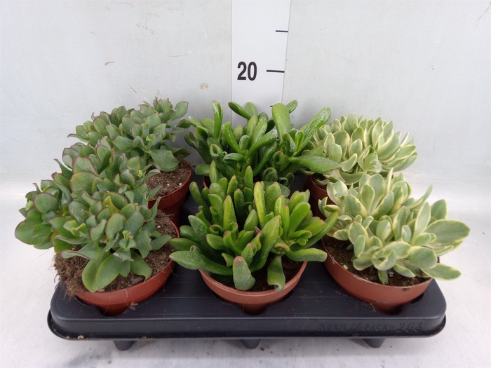 <h4>Crassula   ...mix</h4>