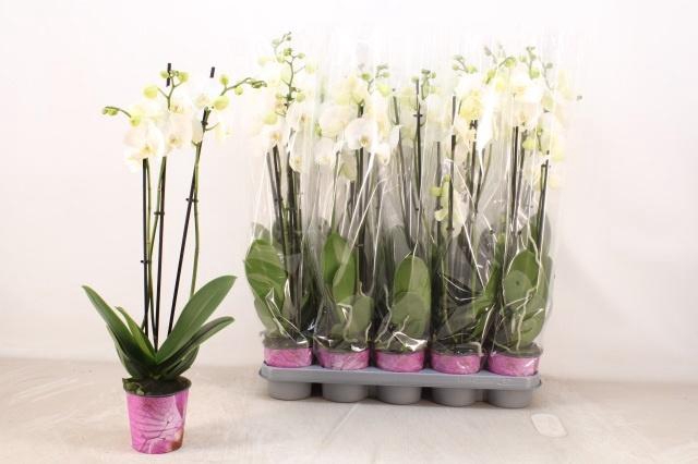 <h4>PHAL OV WIT</h4>