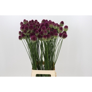Allium Sphaerocephalon