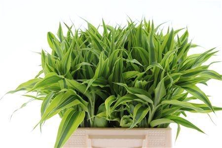 <h4>DRAC SAN GOLD</h4>