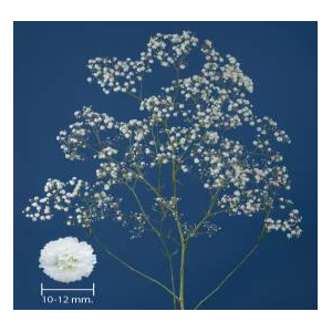 GYPS XLENCE FLORSANI 1000GR