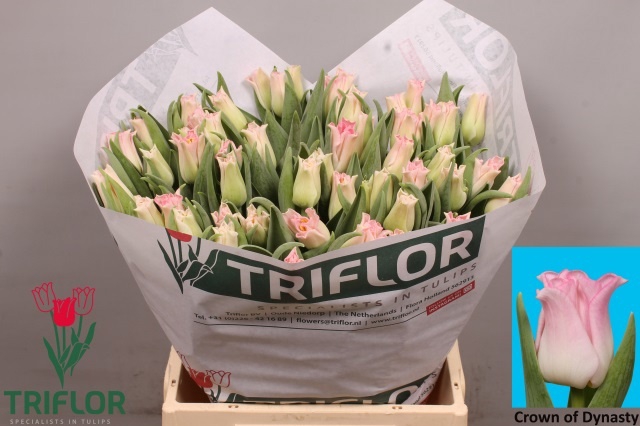 <h4>TU CO CROWN  DYNASTY</h4>