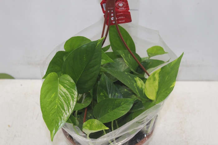 <h4>JIBOIA VERDE C21 PENDENTE</h4>