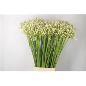 Agapanthus White Grace