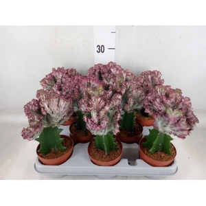 Euphorbia lactea