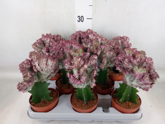 <h4>Euphorbia lactea</h4>