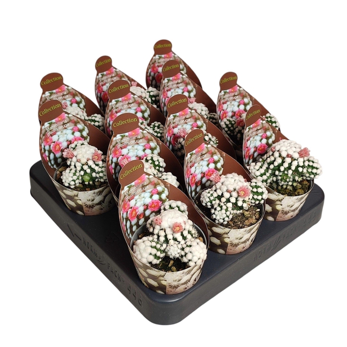 <h4>MAMM GRACILIS</h4>