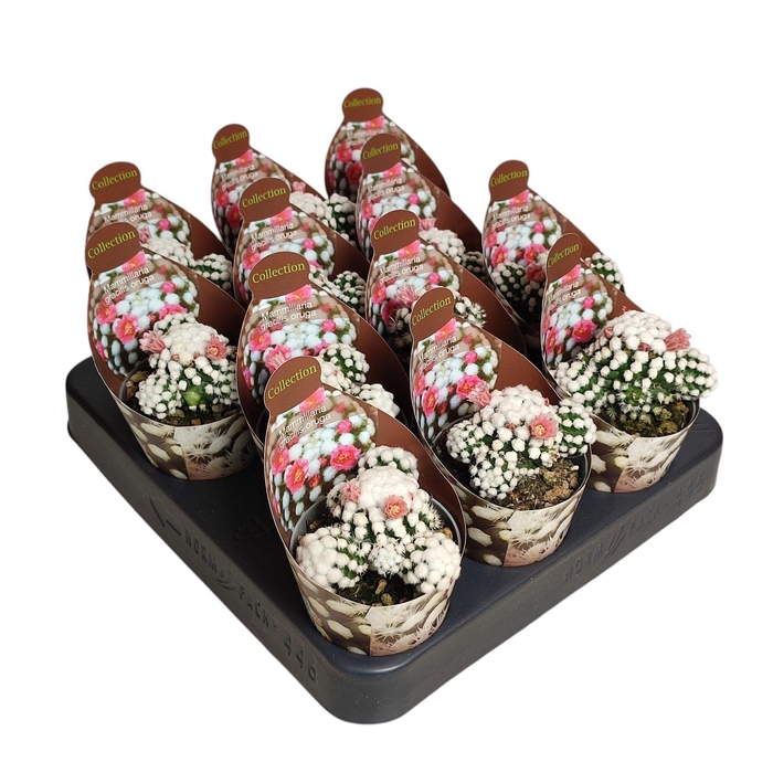 <h4>MAMM GRACILIS</h4>