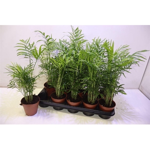 arr8 Chamaed Elegans