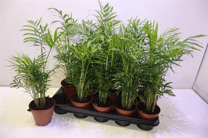 <h4>arr8 Chamaed Elegans</h4>