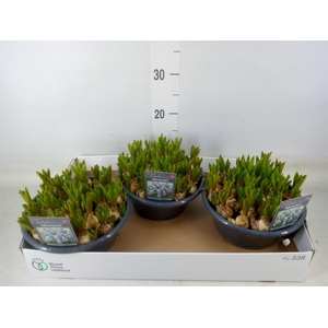 Muscari  'Mountain Lady'