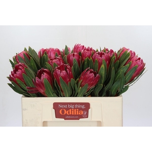 Protea Brenda